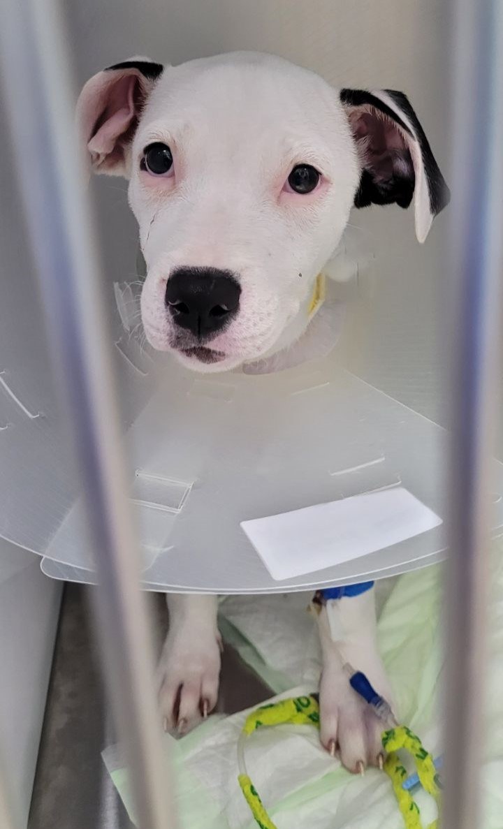 Sad puppy in shelter wearing e-collar